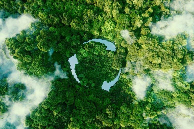 Rainforest image