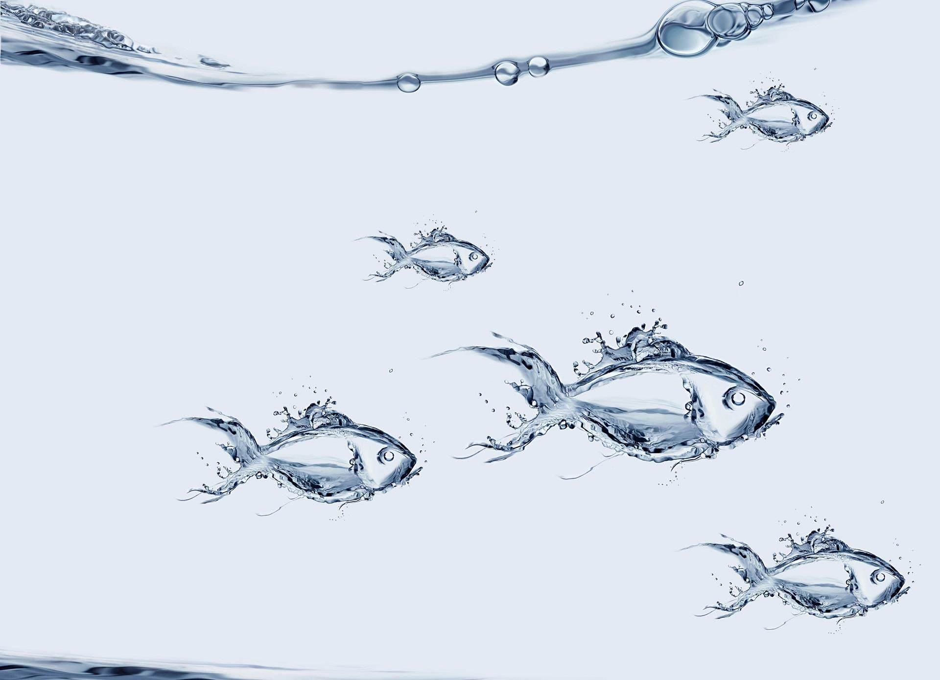 multiple fish swimming
